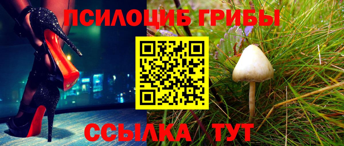 Курчалой  цены   Вход с VPN  Псилоцибиновые грибы прущие грибы 